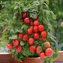 Patio, Tomato Seeds - Packet thumbnail number null